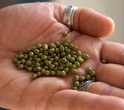 mung beans